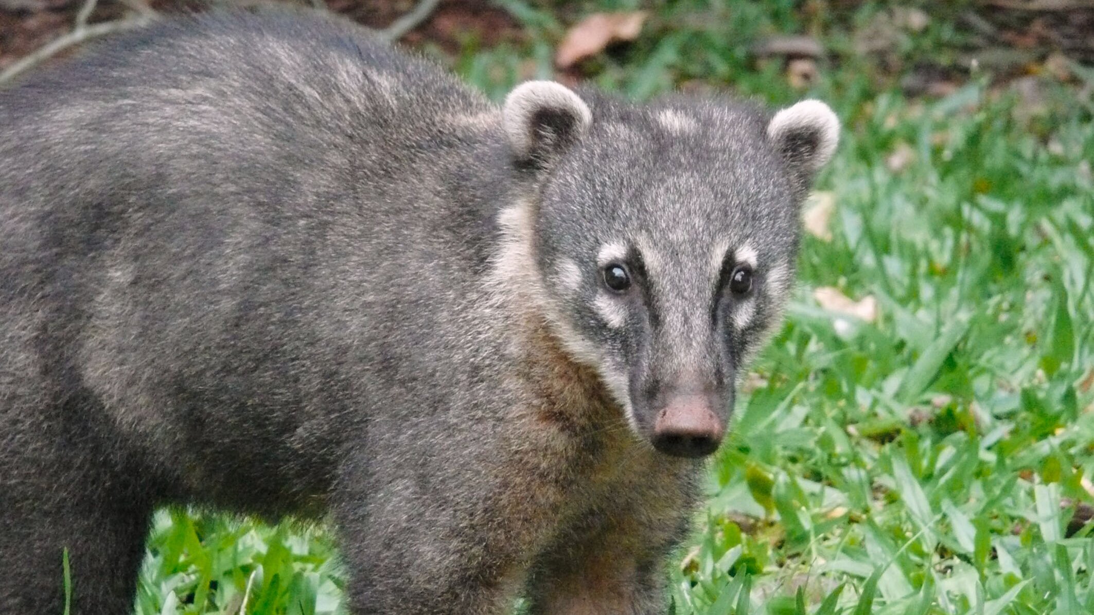 Coatis – die Bären mit den frechen Nasen