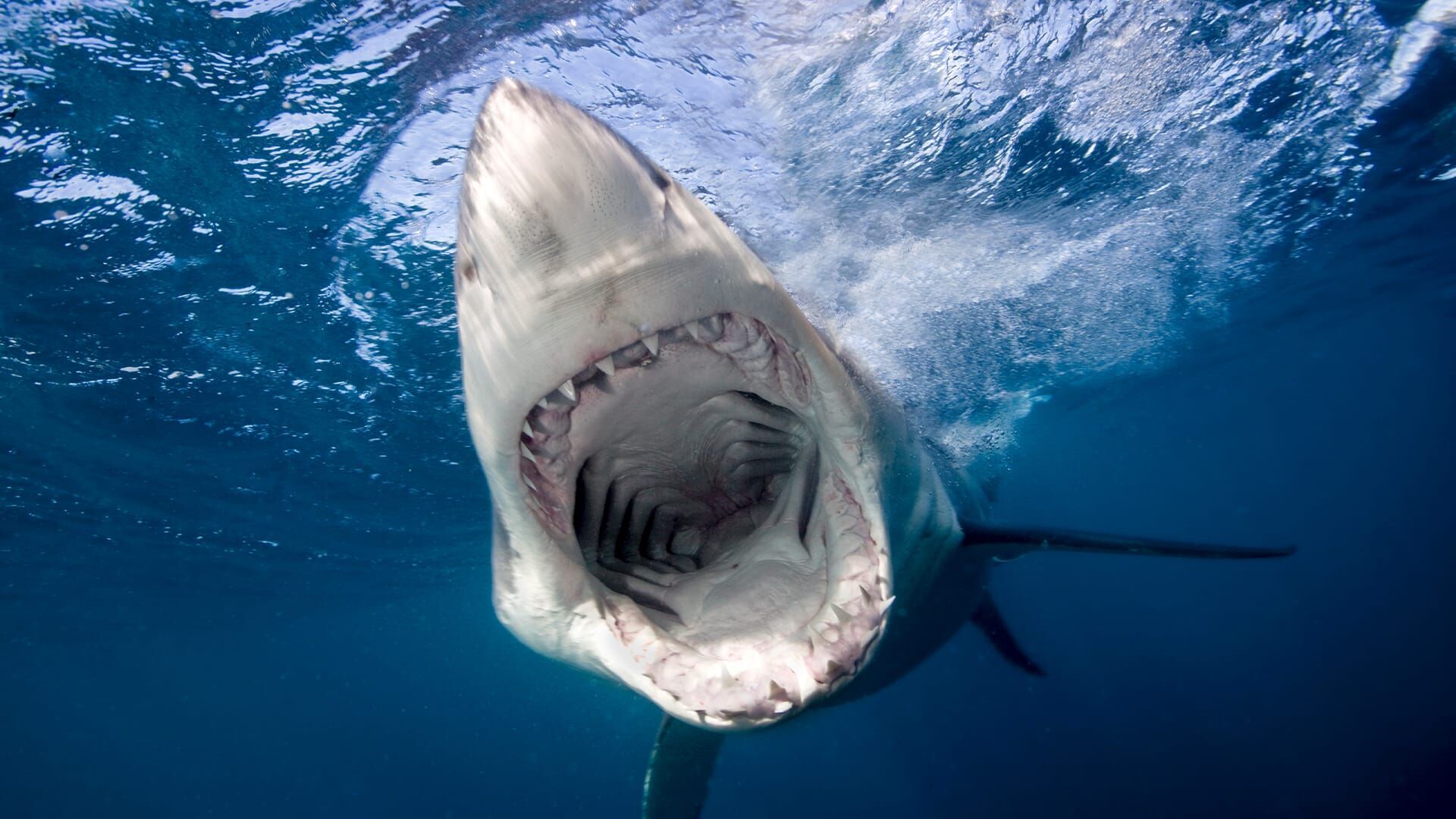 Expedition Unknown: Mit Haien auf Schiffswracksuche