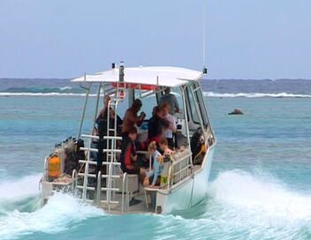 Moorea, l'île aux requins citrons