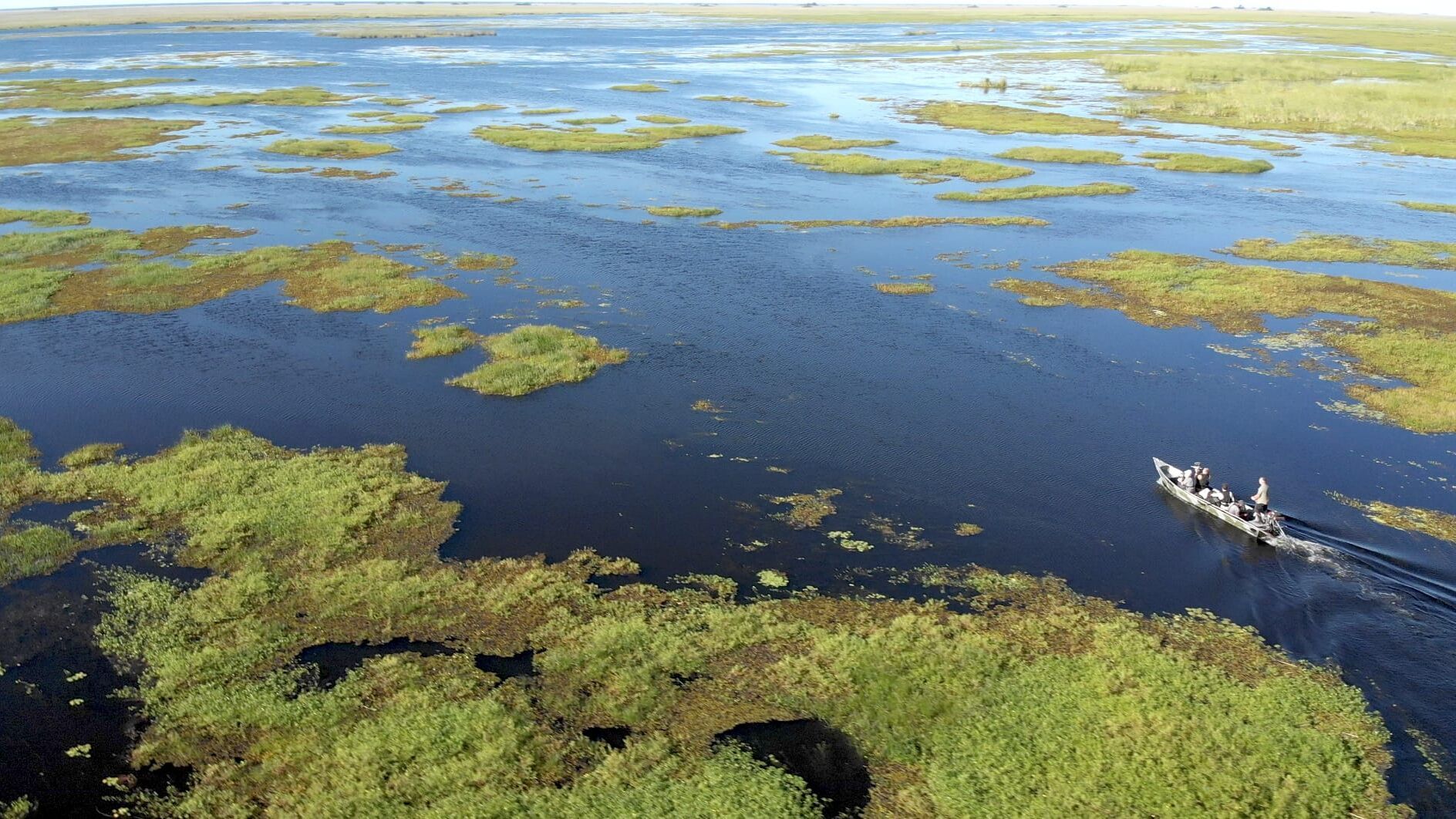 Giganten unter Wasser – Riesenfischen auf der Spur
