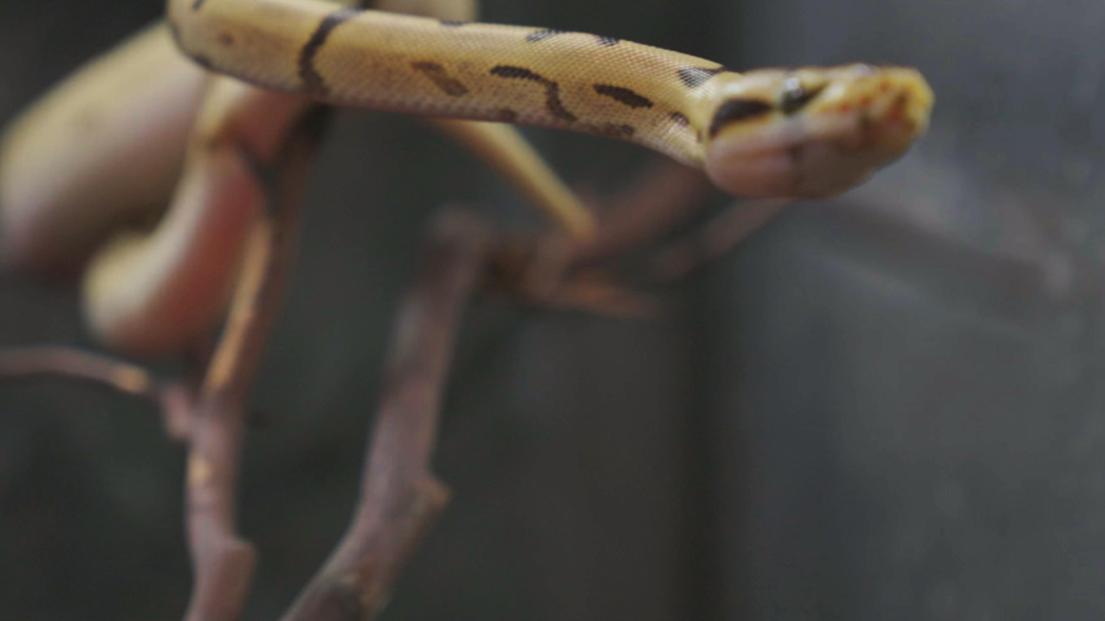 Verrückte Festnahmen