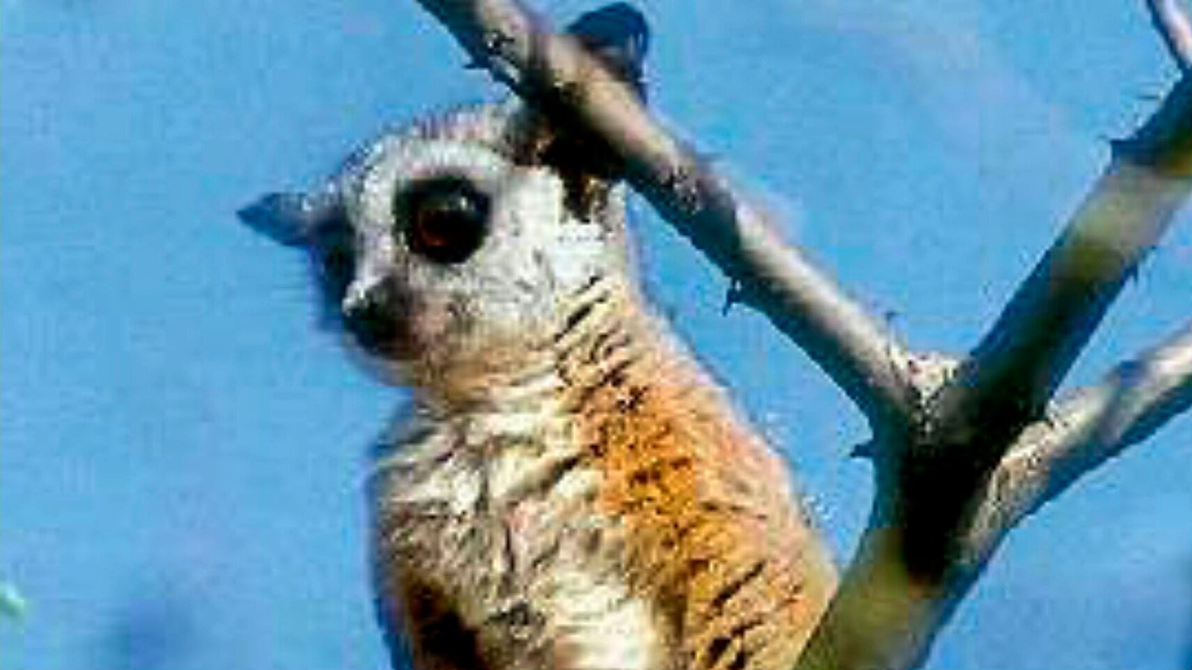 Buschbaby – aus dem Nachtleben eines Galago