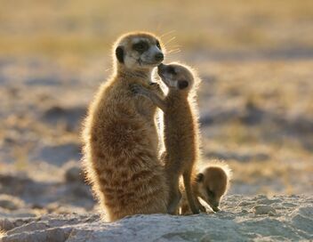 Dynasties animales