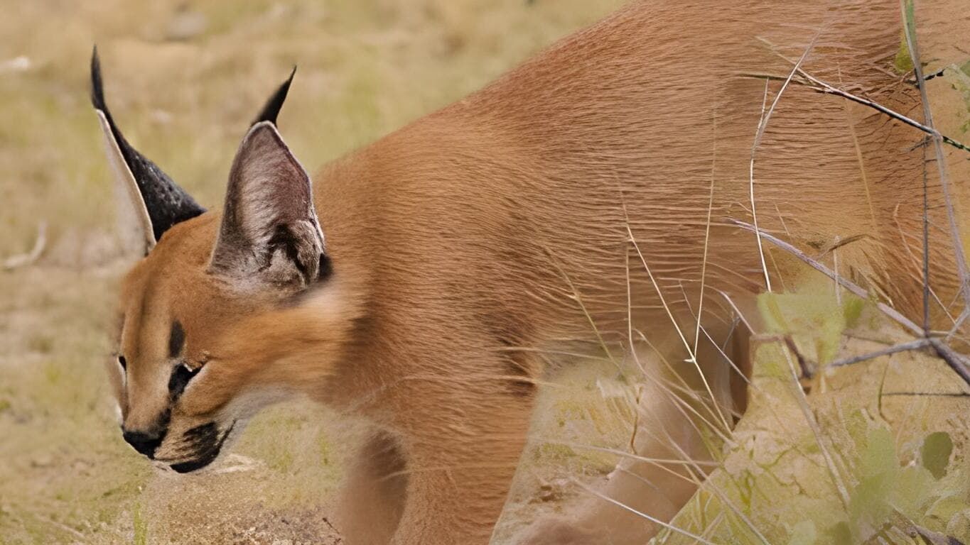 Das Waisenhaus für wilde Tiere – Abenteuer Afrika