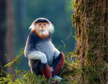 Vietnam, des ponts pour sauver les singes