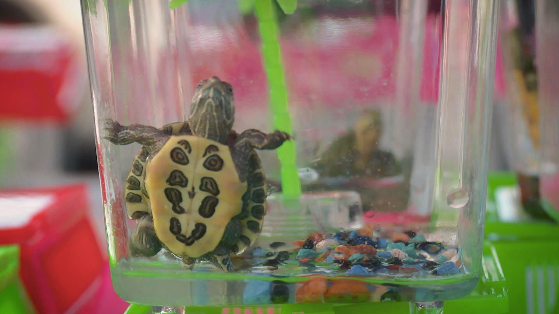 Lone Star Law – Die Gesetzeshüter von Texas