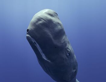 Caméras espions au coeur des océans
