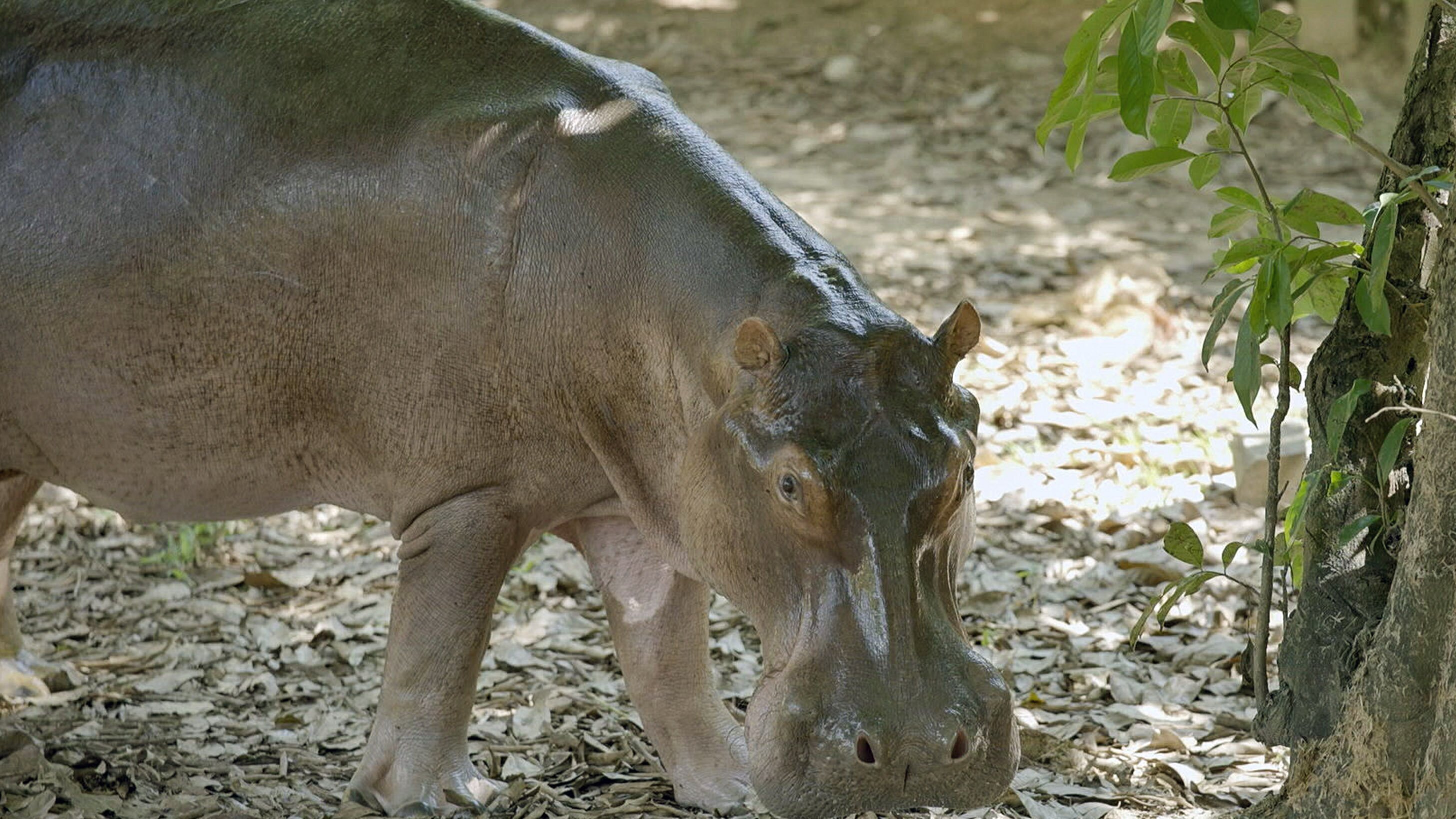 Escobars Erbe: Kolumbiens Kokain-Hippos