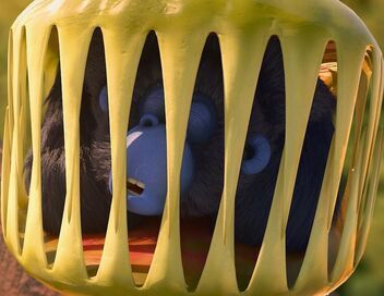 Les as de la jungle à la rescousse