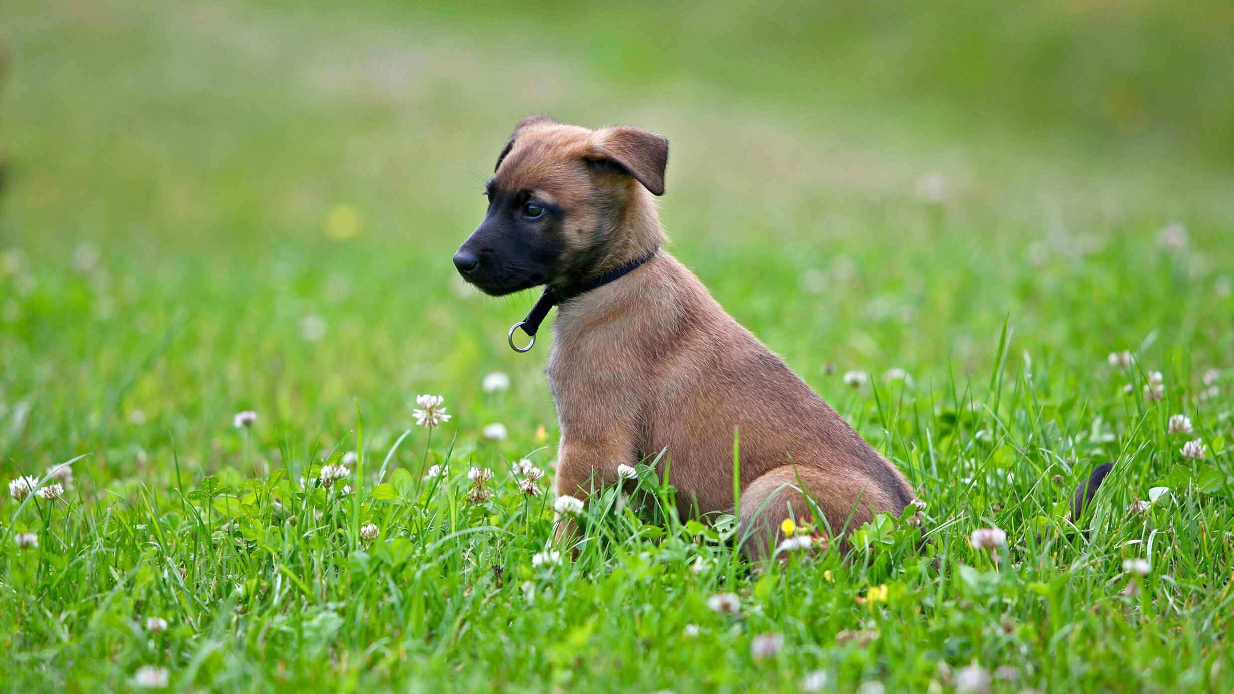 Junger Dokumentarfilm: Hundesoldaten