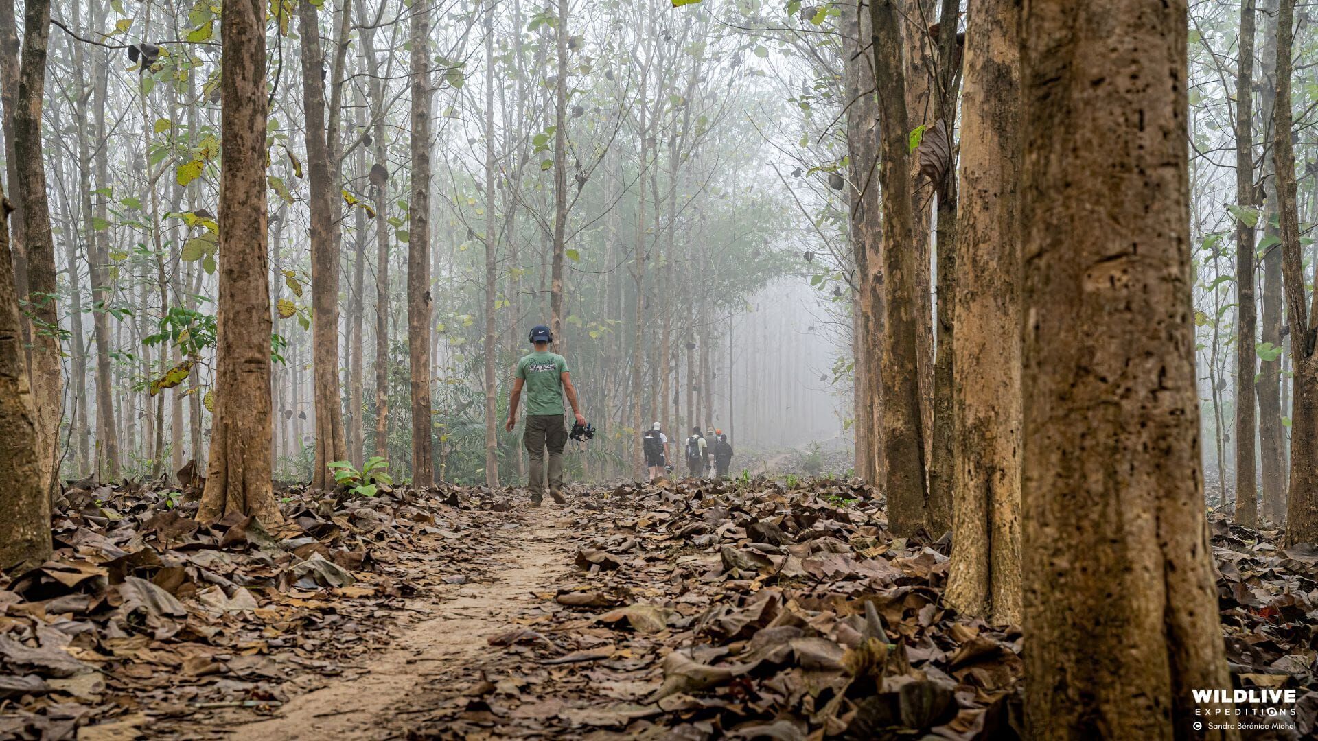 Wildlive Expeditions