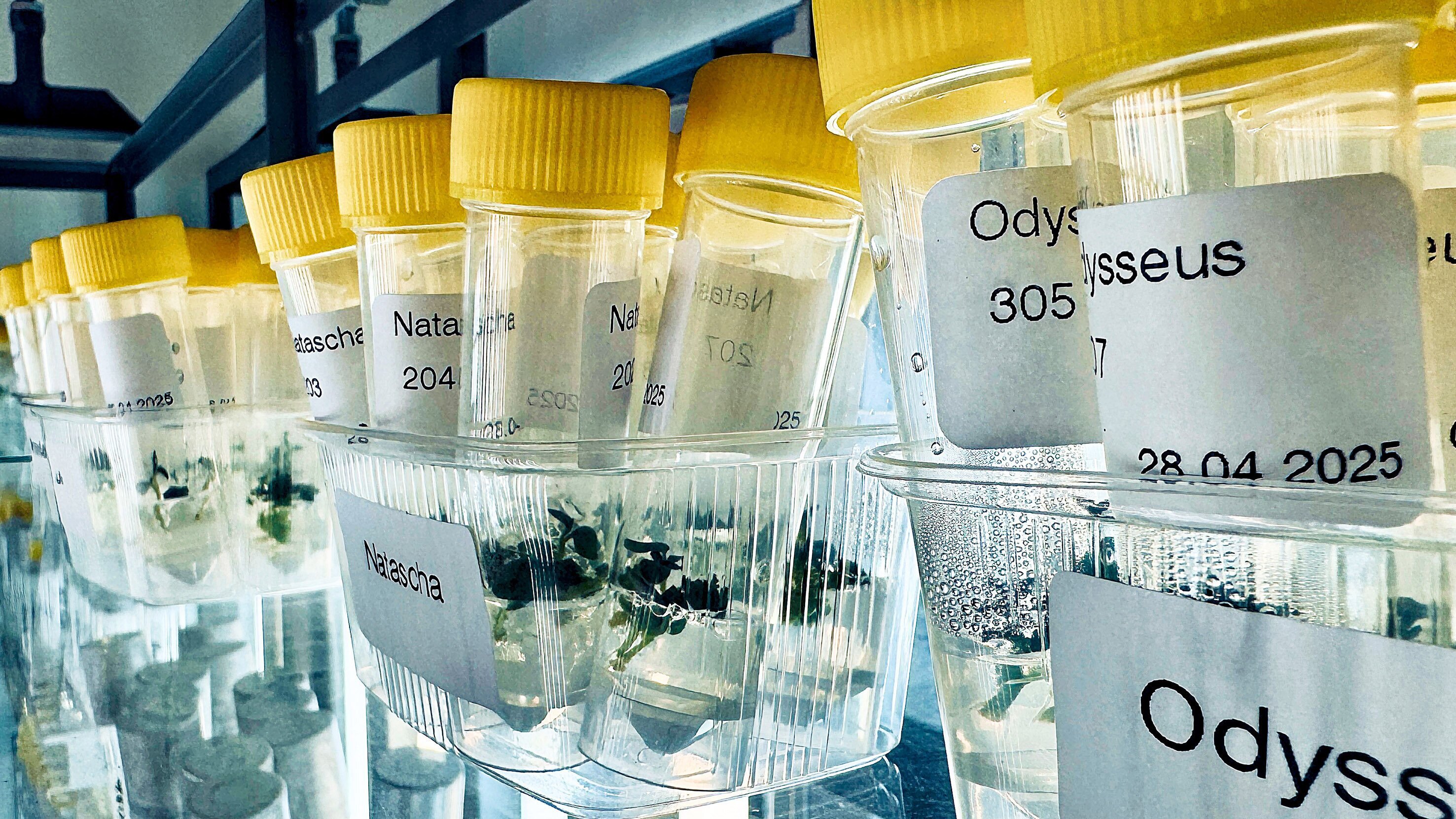 Kartoffeln – die perfekte Knolle