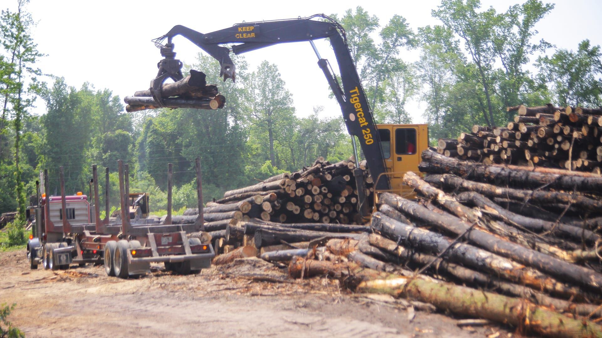 Holzfäller extrem