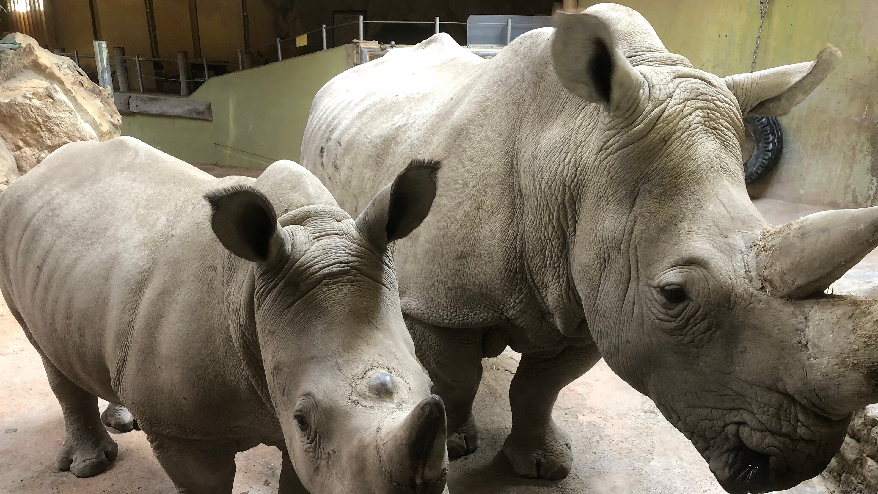 WILDER WILDER WESTEN