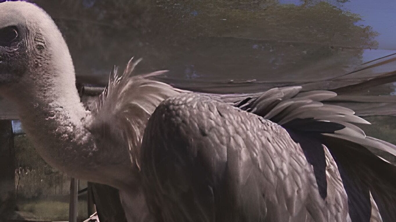 Das Waisenhaus für wilde Tiere – Abenteuer Afrika