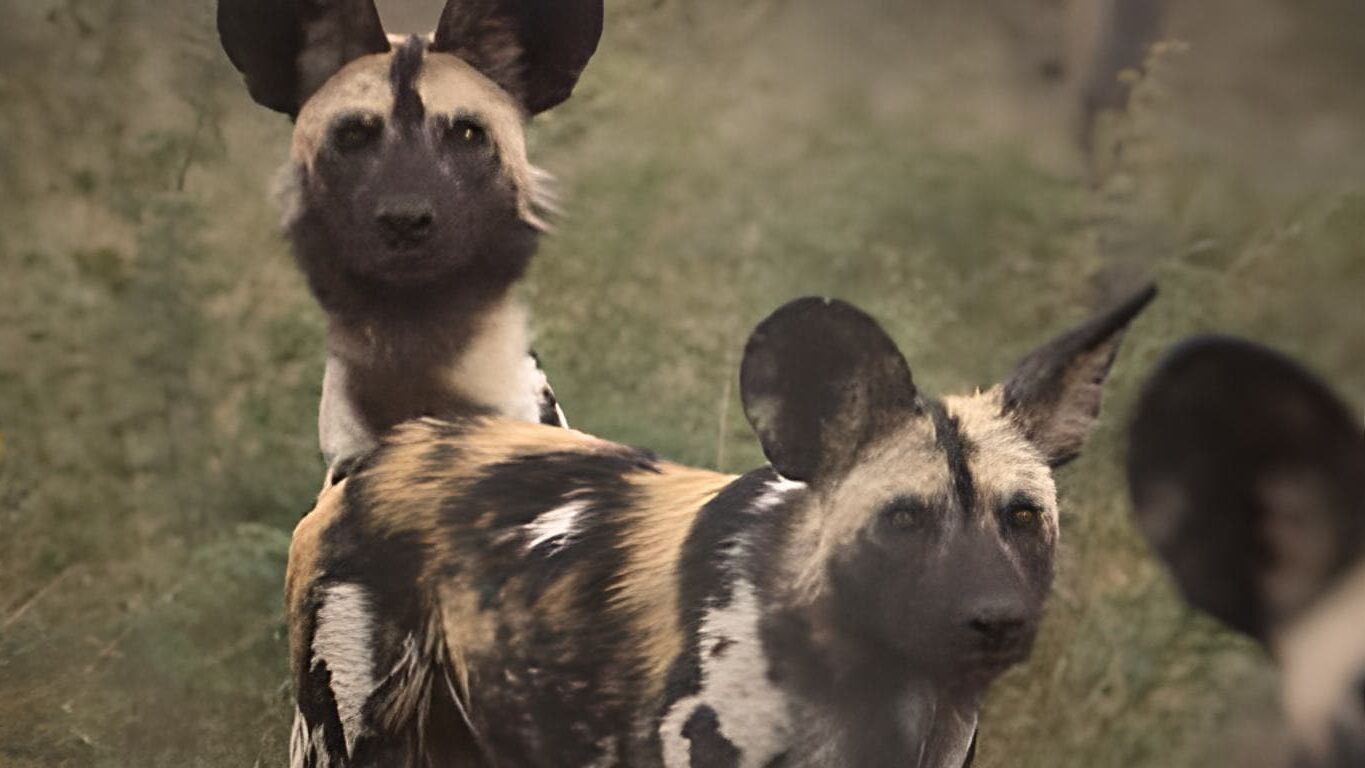 Das Waisenhaus für wilde Tiere – Abenteuer Afrika