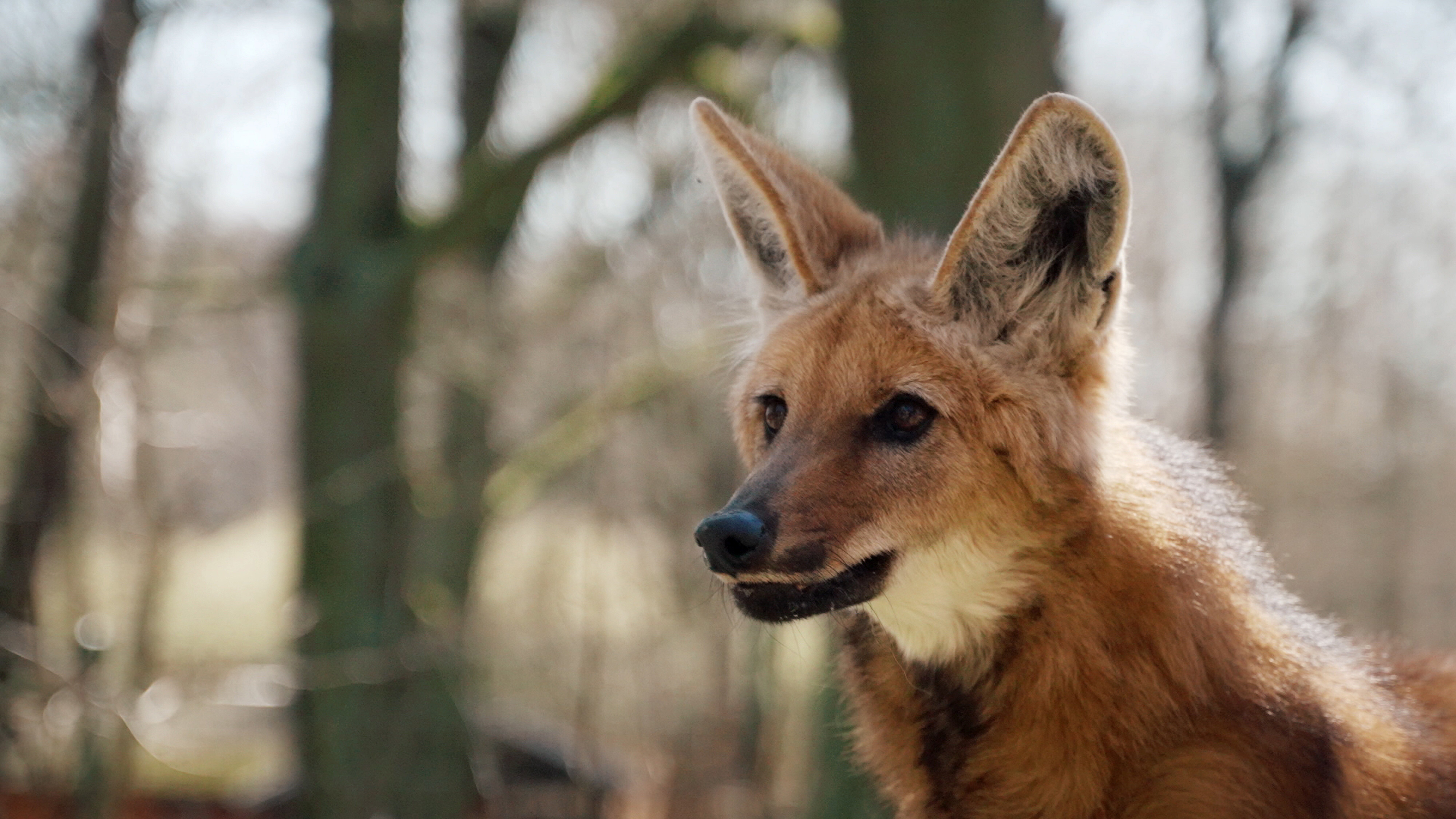 Elefant, Tiger & Kids: Zoo-Praktikum Backstage