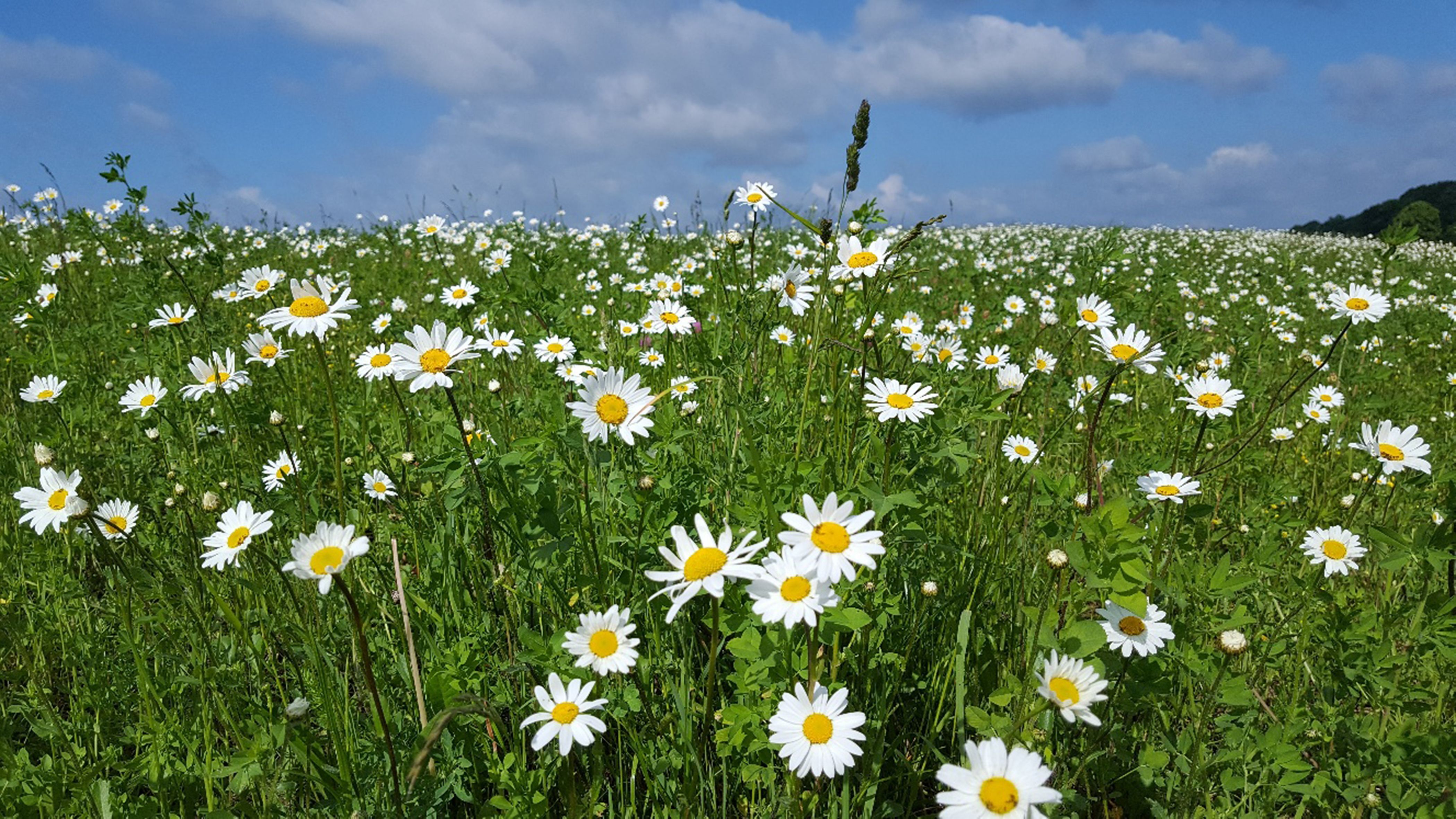 Die Wiese – Ein Paradies nebenan