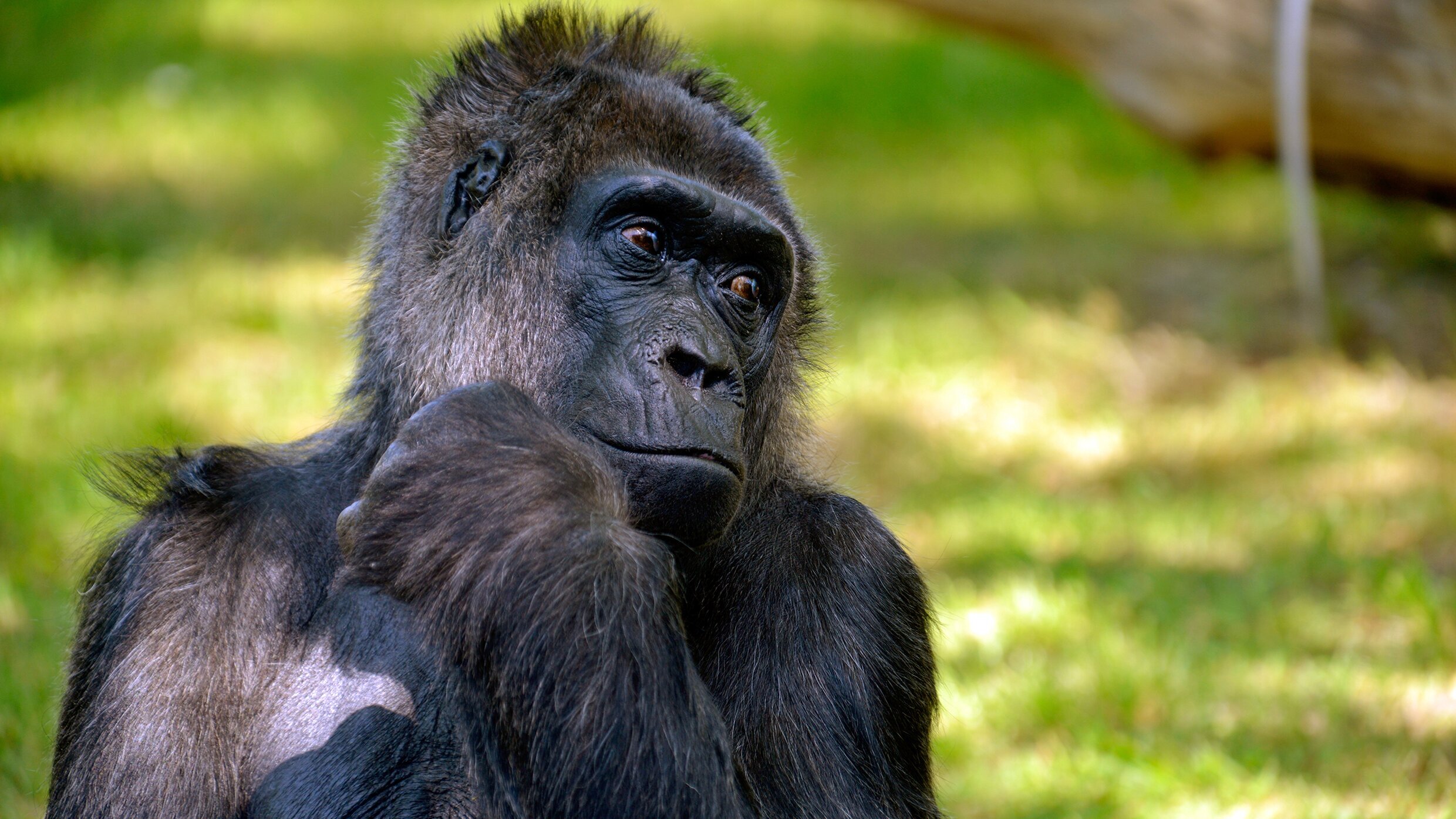 Panda, Gorilla & Co.