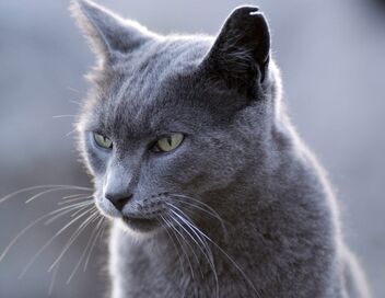 Chats et chiens sauvages