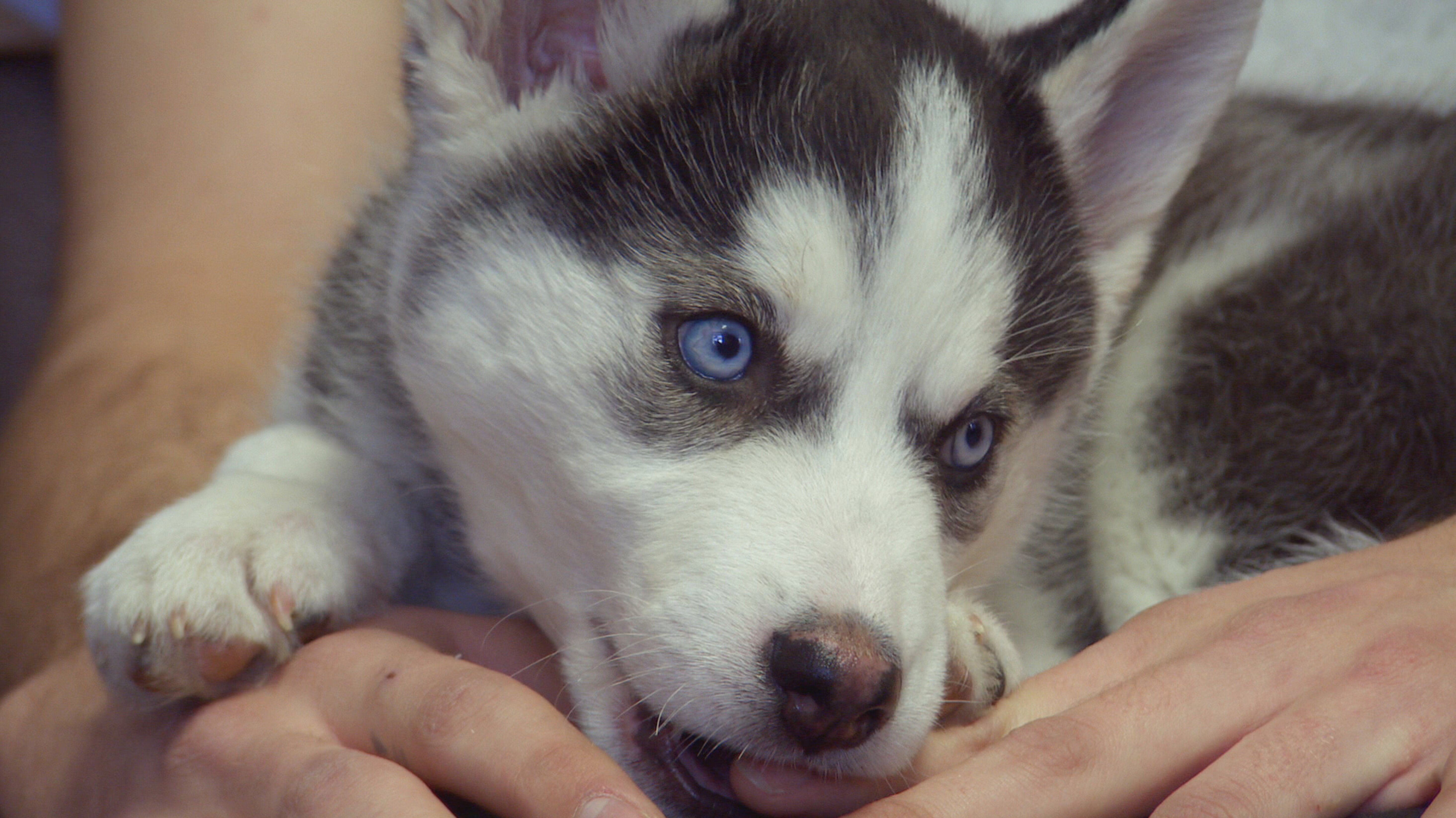 Tierarzt Dr. Jeff – Der Rocky Mountain Doc