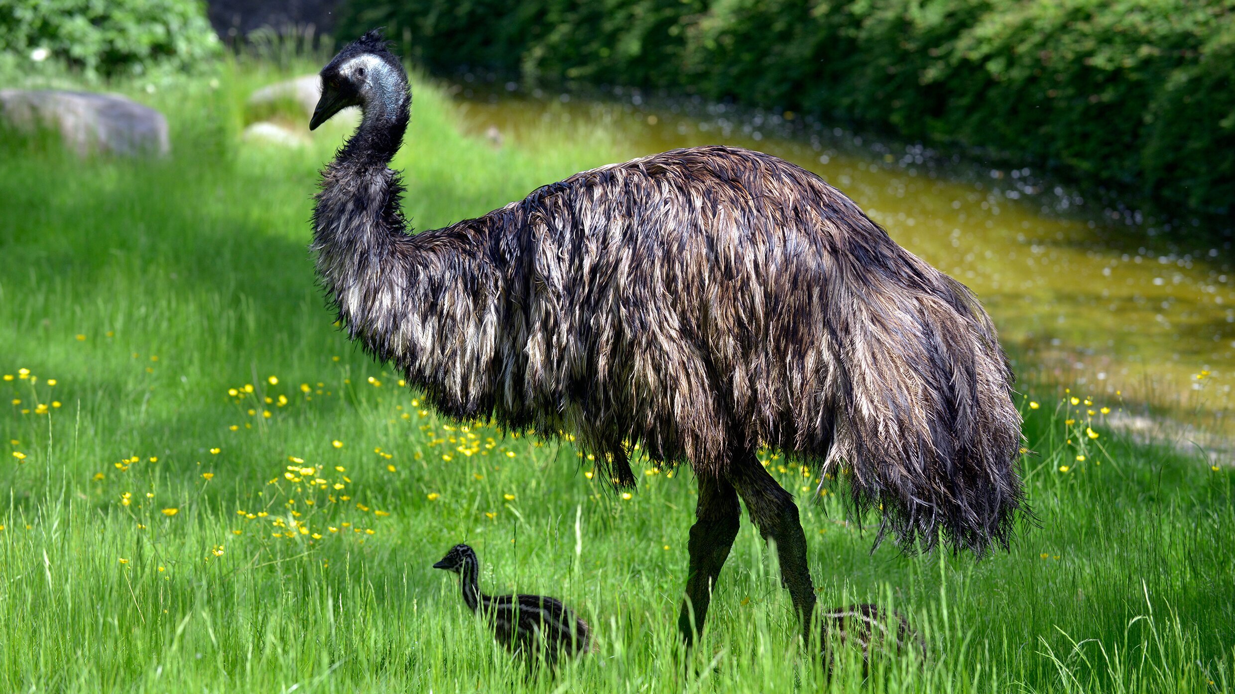 Panda, Gorilla & Co.