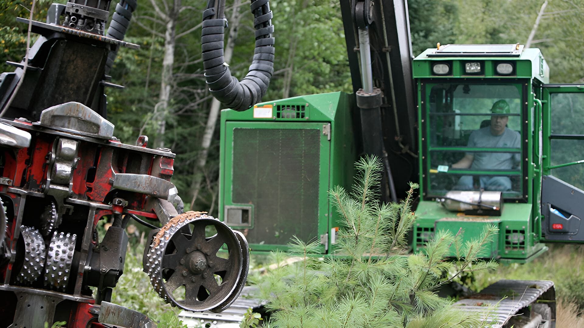 Holzfäller extrem