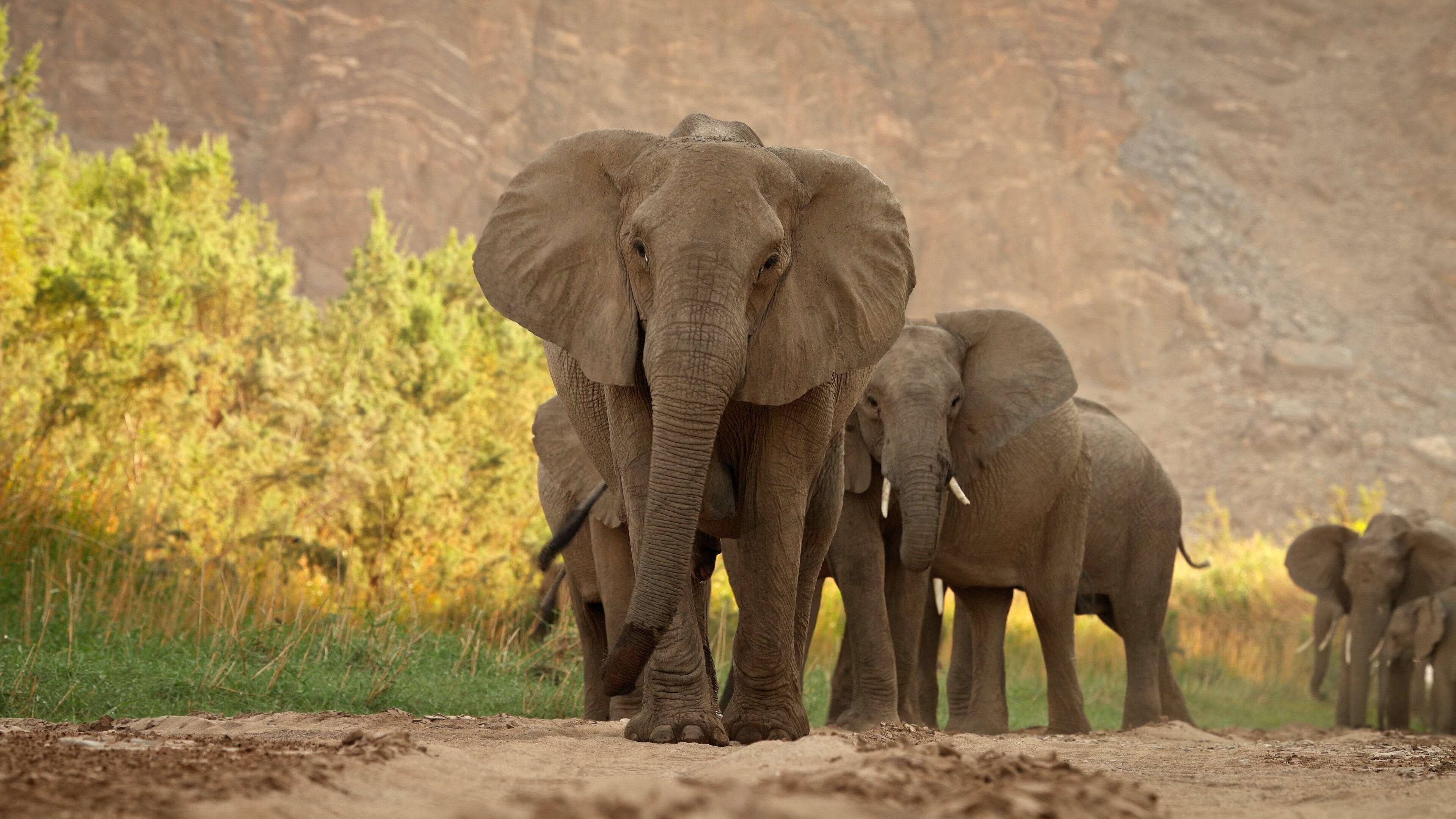 Kalahari – Gesetz der Wildnis