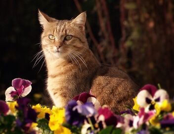 La vie secrète des chats