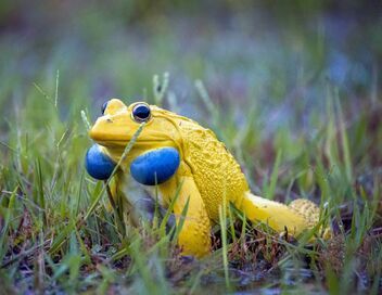 Inde : Le monde merveilleux des grenouilles