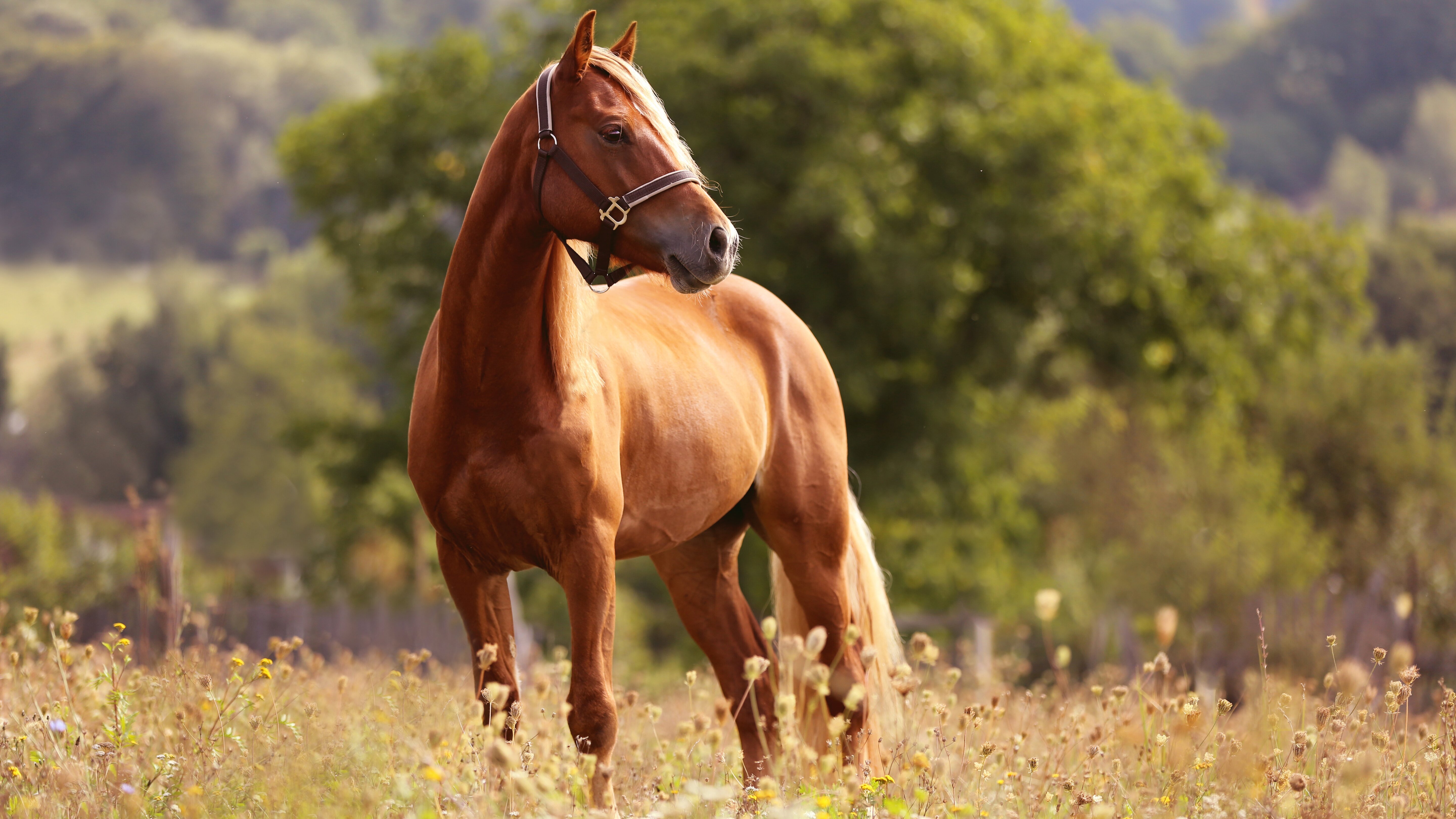 Reiten – Global Champions Tour in Riesenbeck