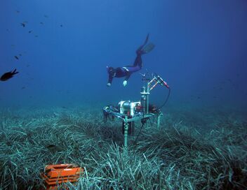 Les herbiers marins : Précieuses sources de vie