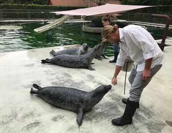 Animaux : Le rythme dans la peau ?