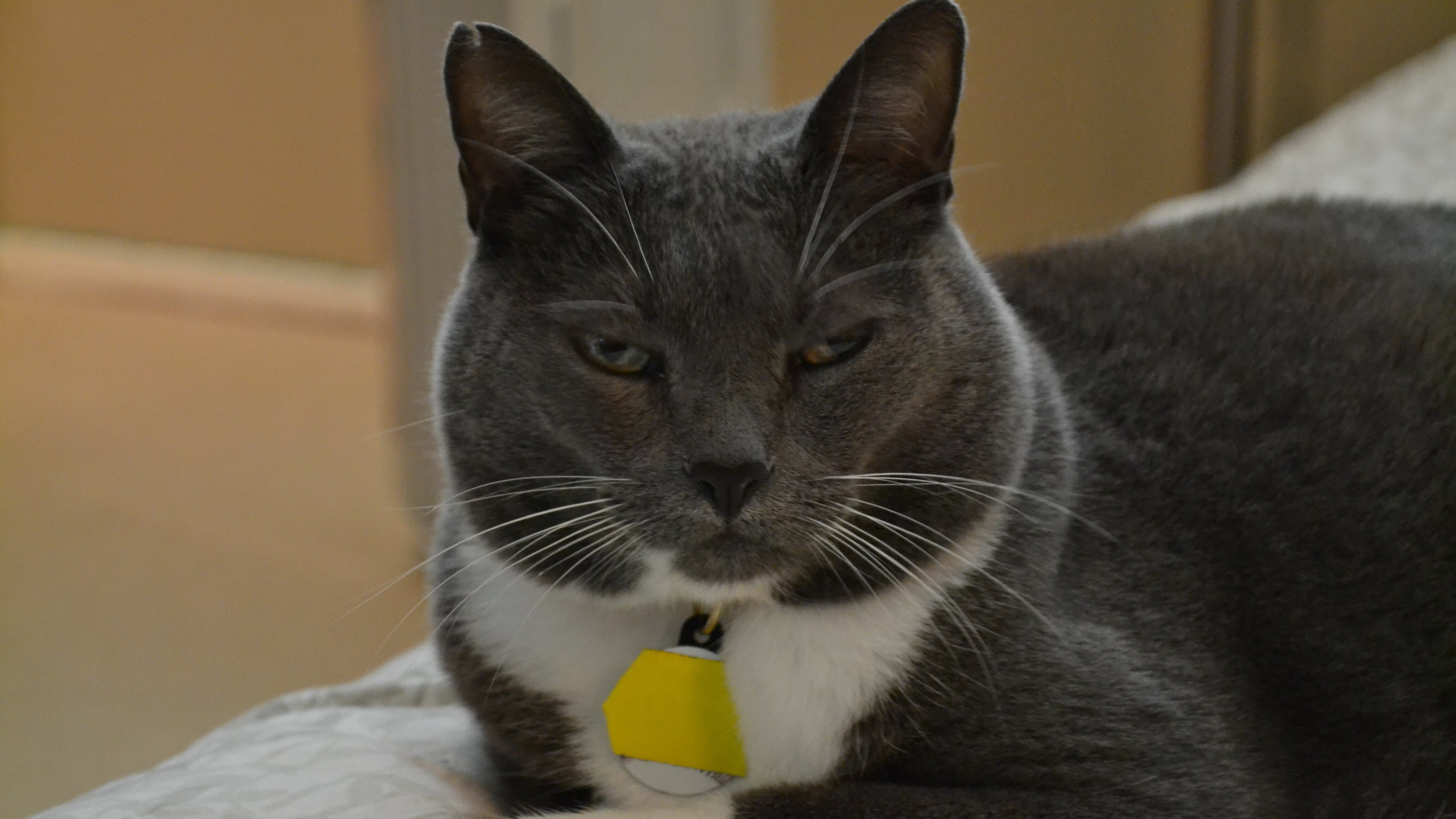 Der Katzenflüsterer