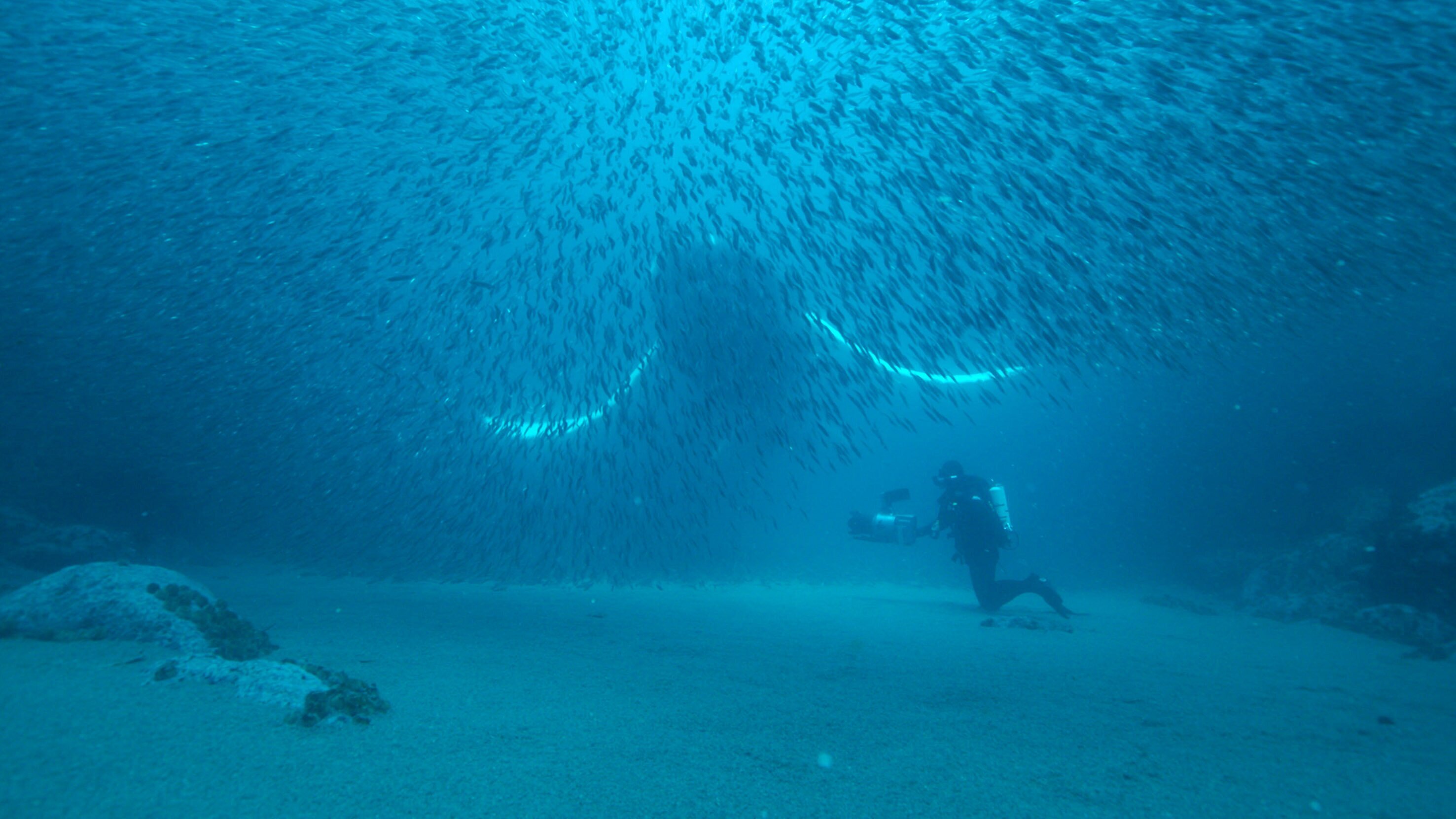 Stelldichein der Lodden vor Neufundland
