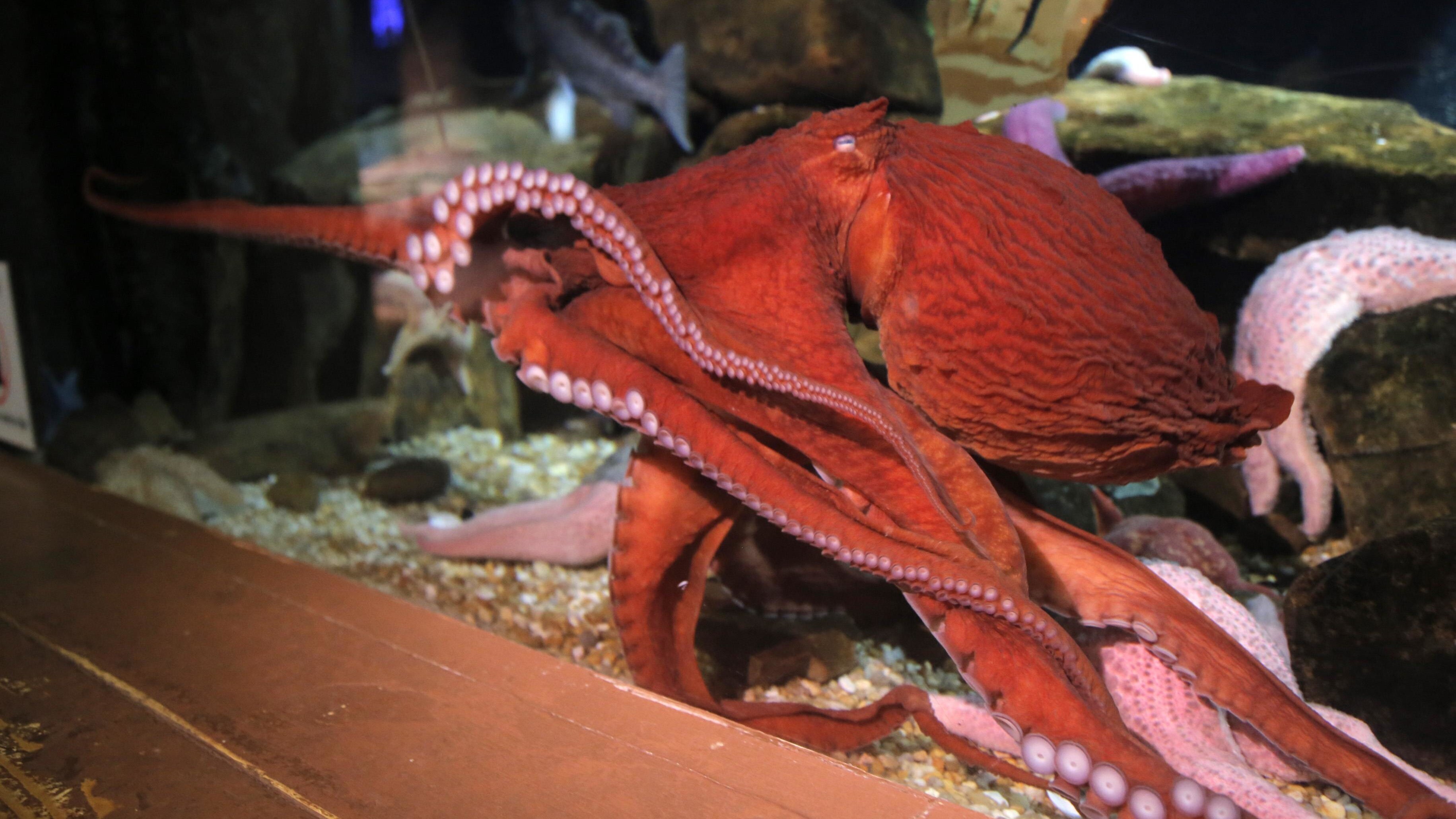 Das Atlanta-Aquarium