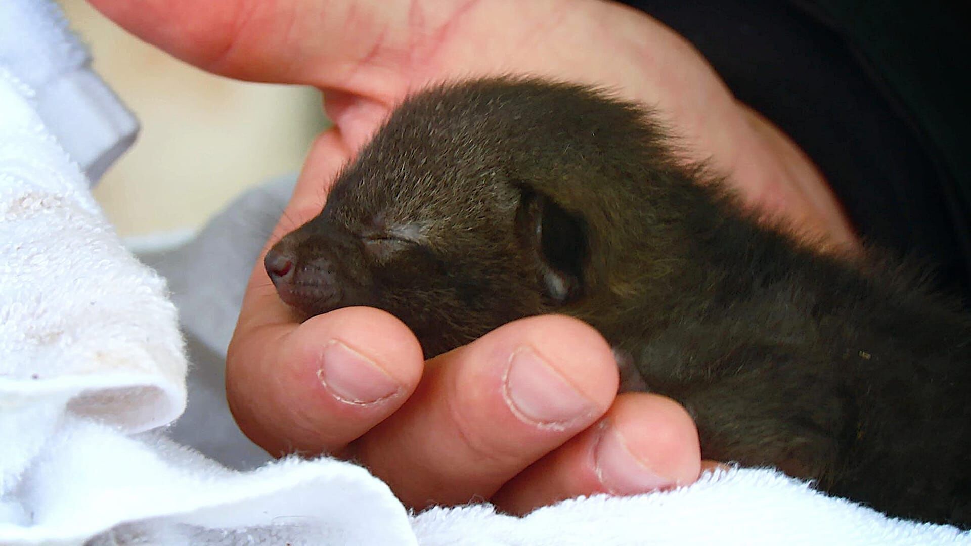 Lone Star Law – Die Gesetzeshüter von Texas