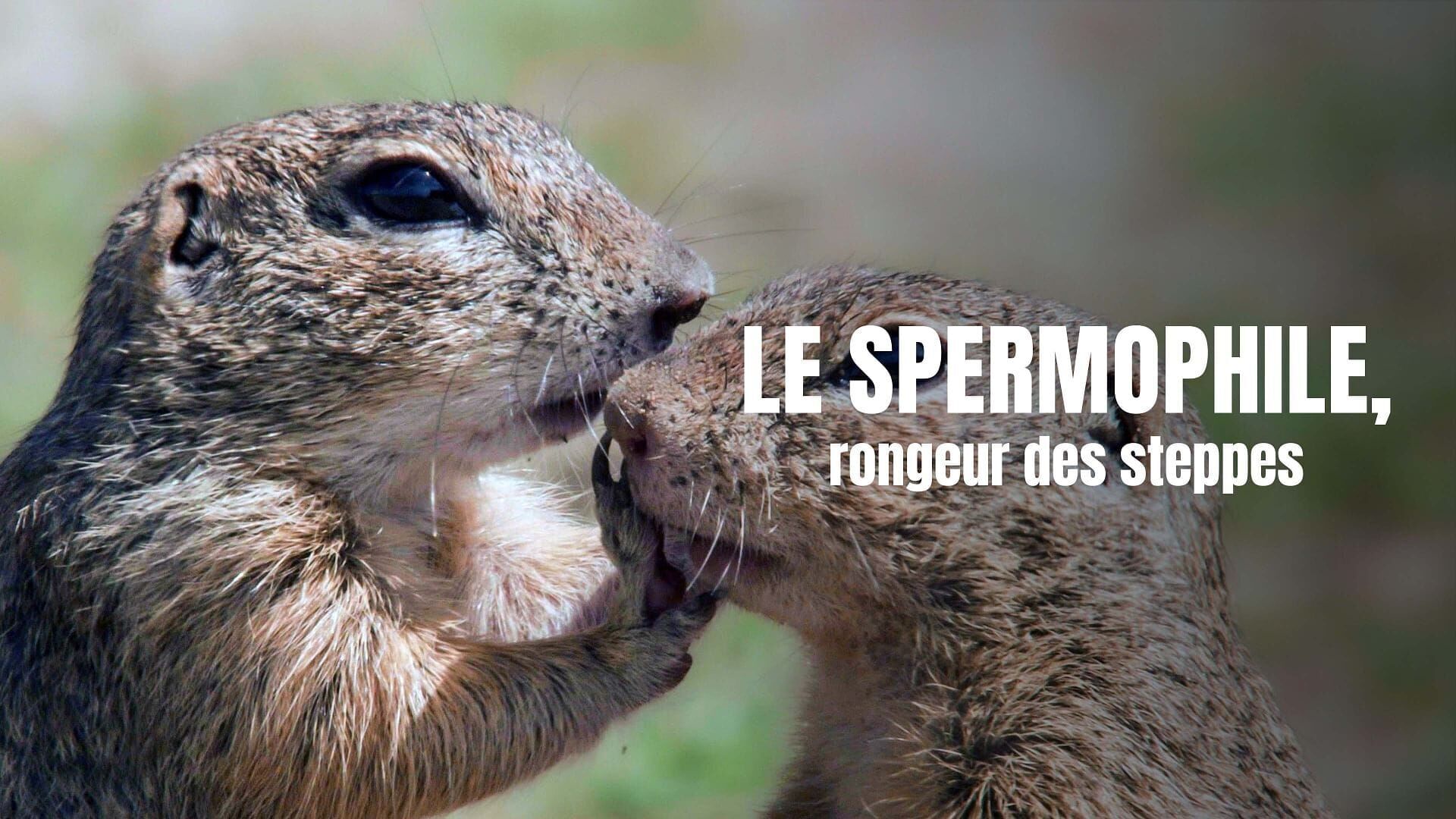 Ziesel – Die Hörnchen von der Steppenwiese