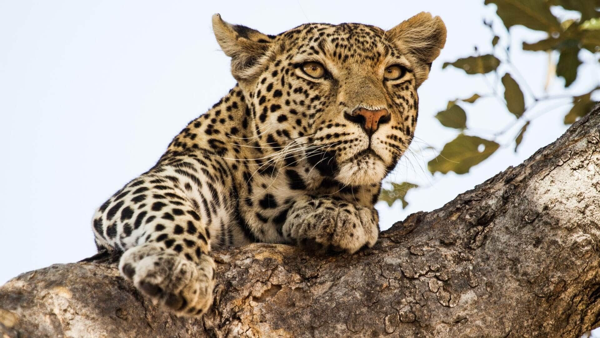 Vertraute Feinde – Leoparden und Hyänen