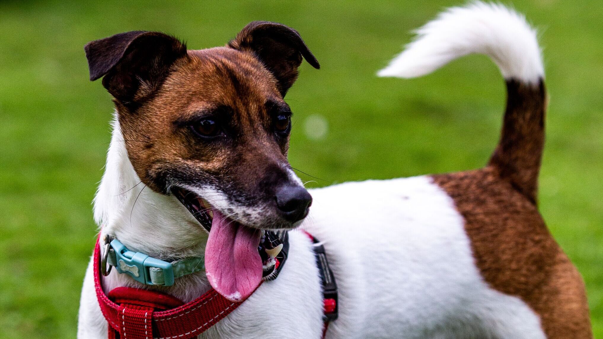 Dog House – Hundevermittlung mit Herz
