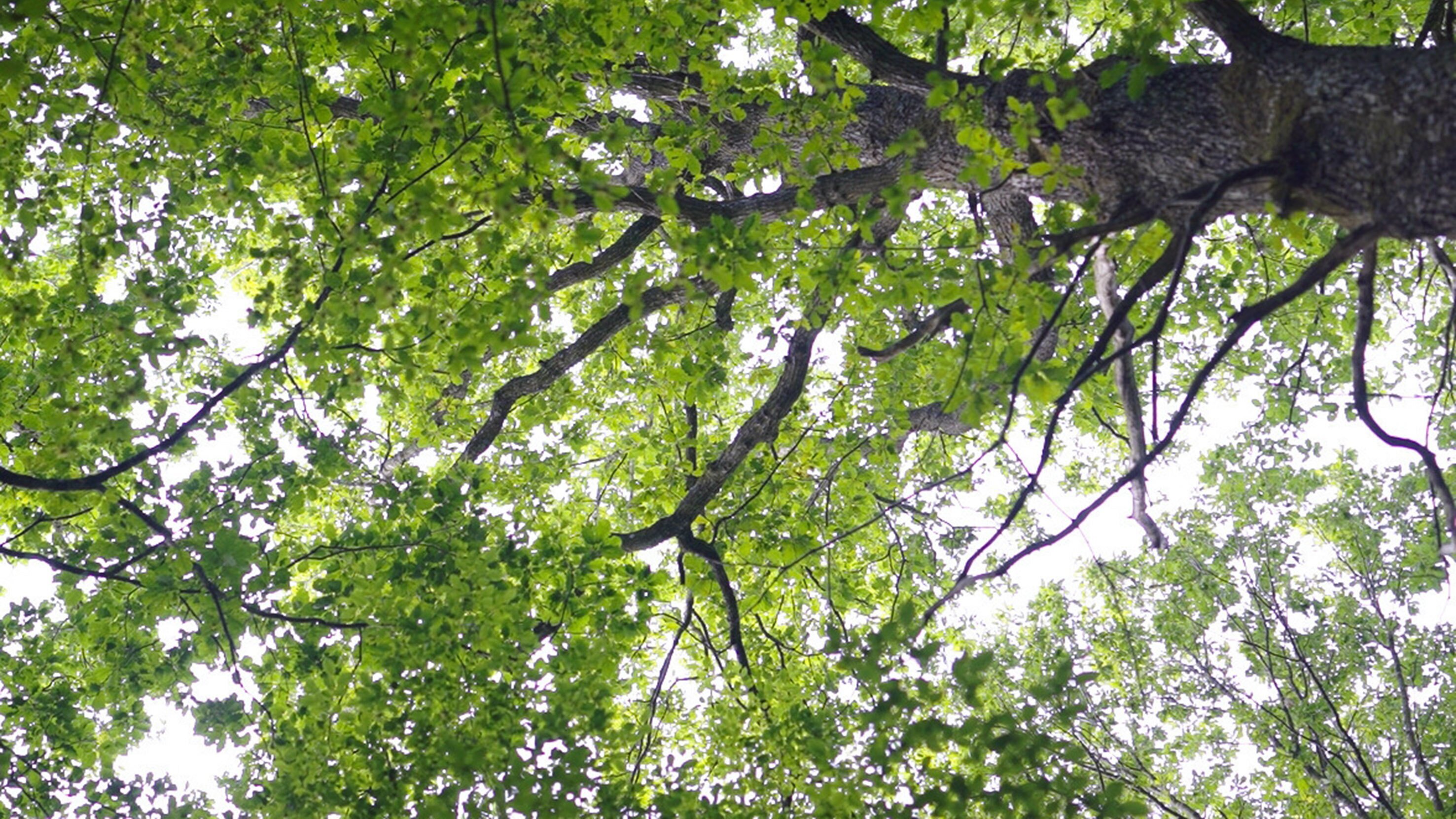 Pakt mit der Natur