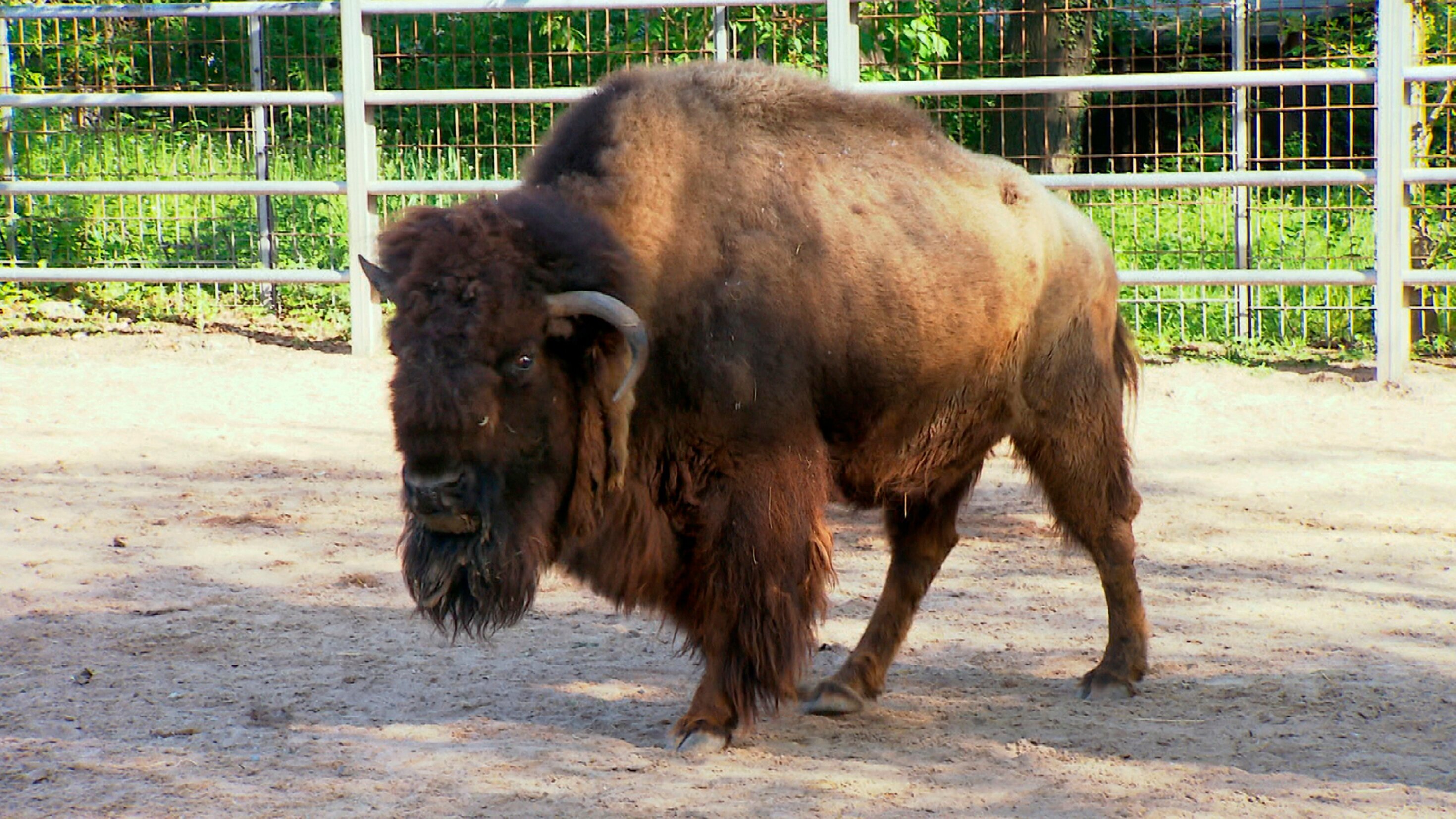 Eisbär, Affe & Co.