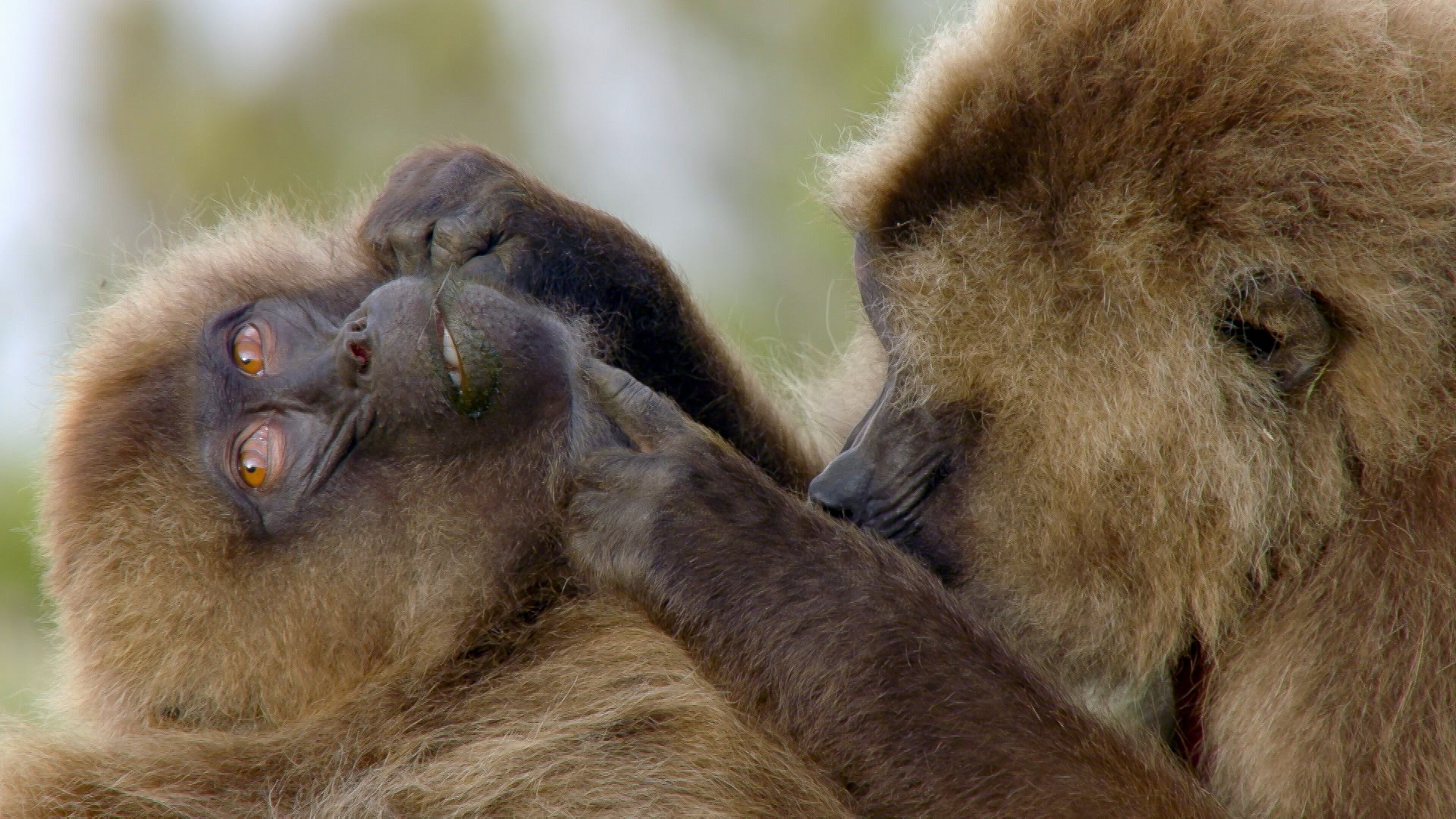 Die Sprache der Tiere