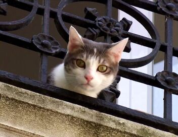 La vie secrète des chats