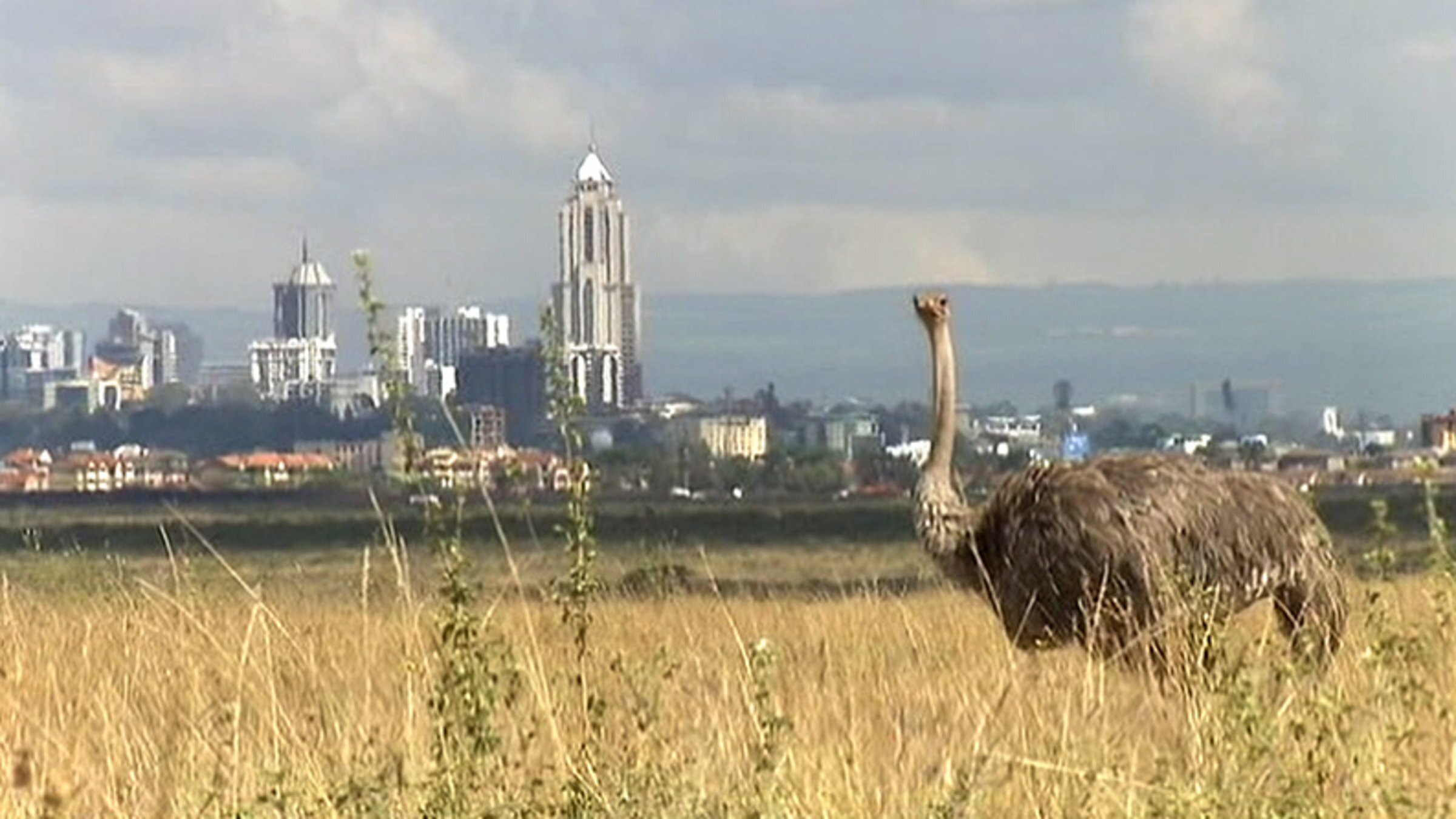 Kenia: Kein Platz für wilde Tiere