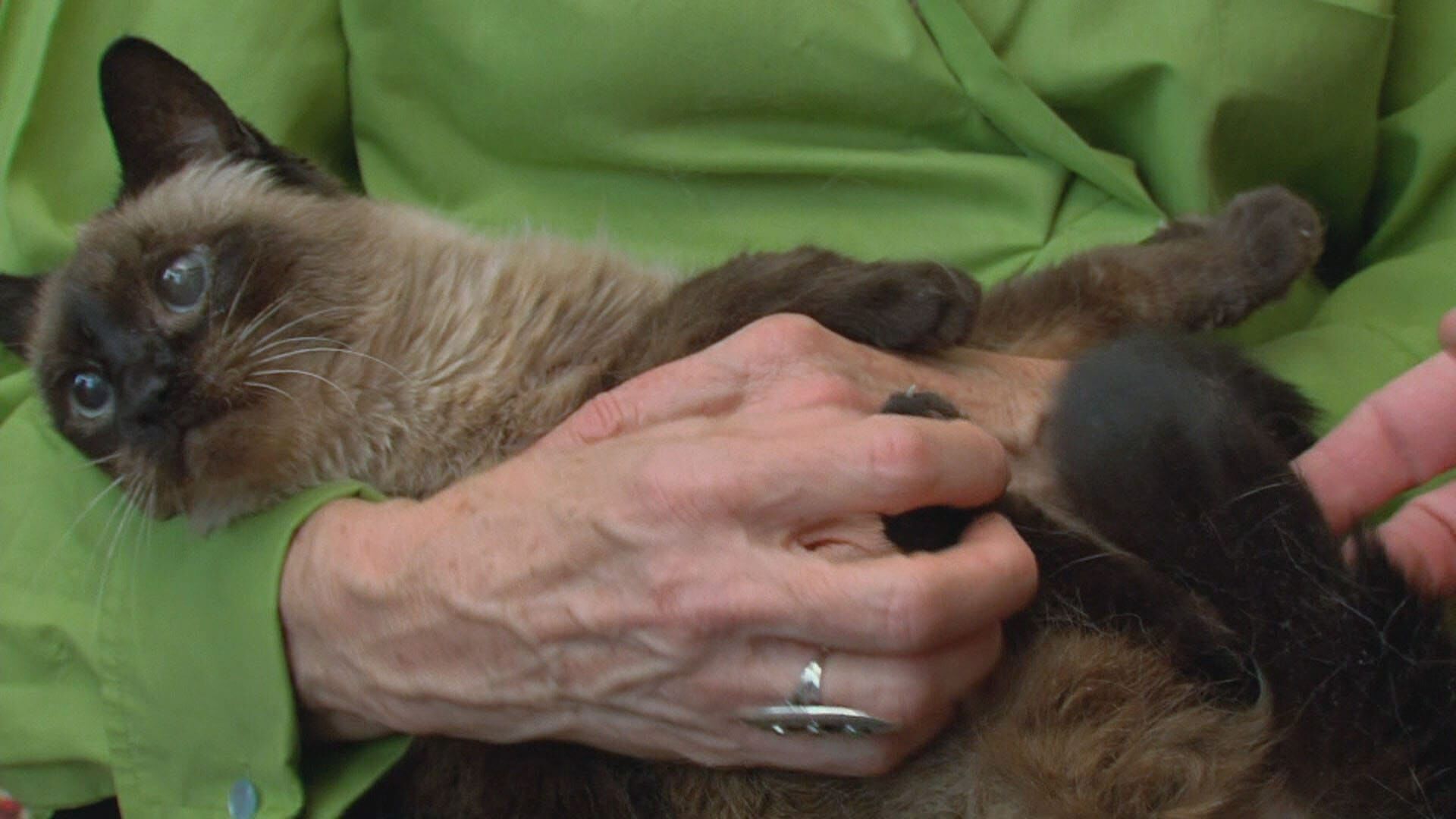 Der Katzenflüsterer