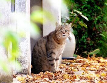 La vie secrète des chats