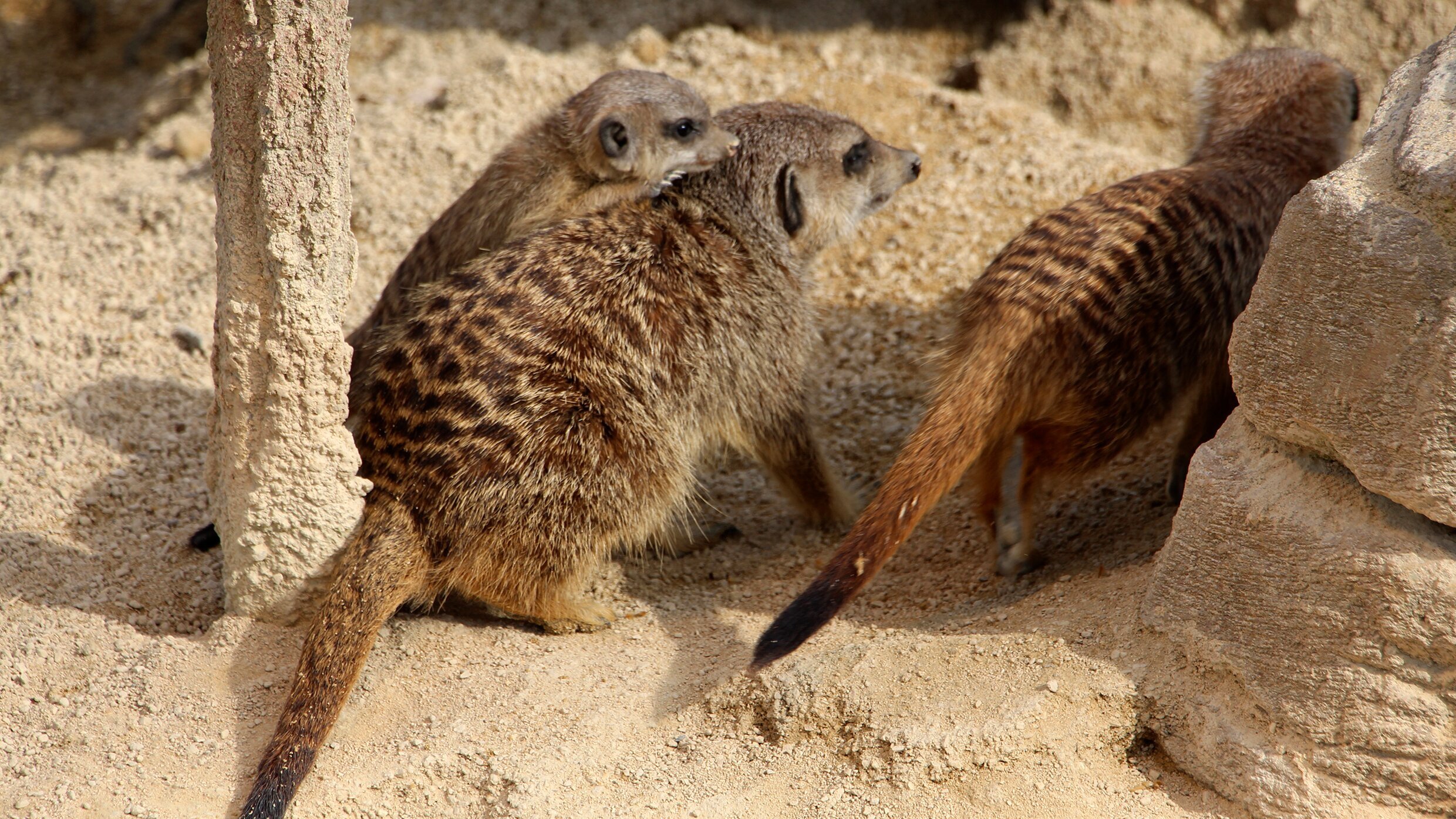 Eisbär, Affe & Co.