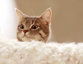 La vie secrète des chats