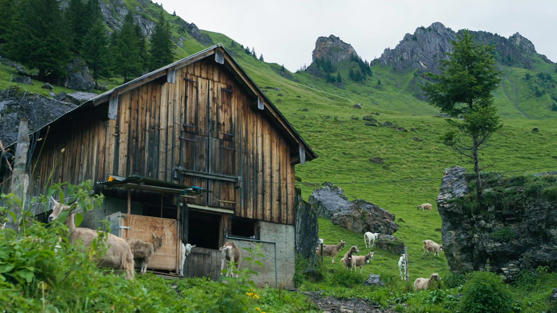 Tradition am Steilhang: Die Schweiz und ihre Wildheuer